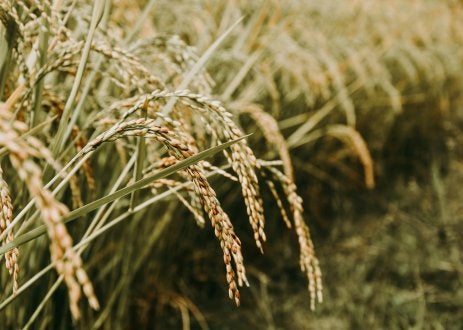 Rice