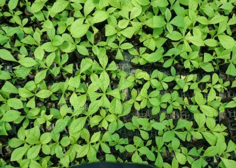 Seedlings from above.