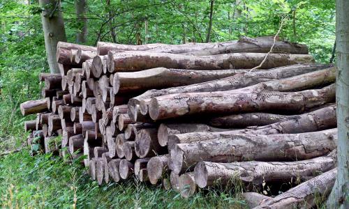 Penebangan hutan secara ilegal adalah penebangan pohon dalam kawasan hutan tanpa izin yang sah atau dengan izin yang sah namun tidak sesuai dengan ketentuan dalam izin. Kredit foto: Chris Alban Hansen/Flickr