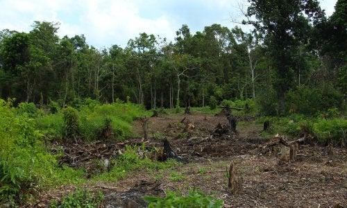 recently-burned-land-central-kalimantan-indonesia