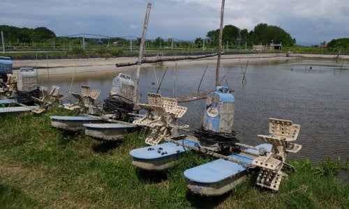 Tambak udang di Banyuwangi