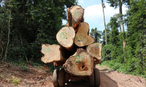 Kayu gelondongan besar diletakkan di atas truk di konsesi hutan di Ghana. Foto oleh Maite Knorr-Evans/WRI