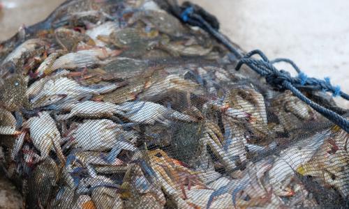 Crabs caught by fishermen on the coast of Jakarta. Photo credit: Sakinah Ummu Haniy/WRI Indonesia