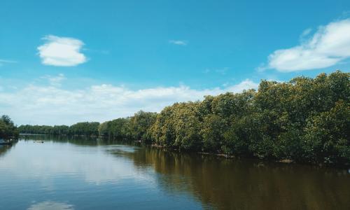 Mangrove memiliki jasa pengaturan, yaitu sebagai benteng pertahanan alami bagi wilayah pesisir dan pulau-pulau kecil. Kredit foto: Bayu Setiawan/Unsplash