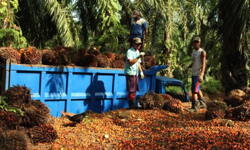 Oil palm fruit is loaded into a truck at a plantation near Bengkulu, Sumatra. Photo: James Anderson/WRI