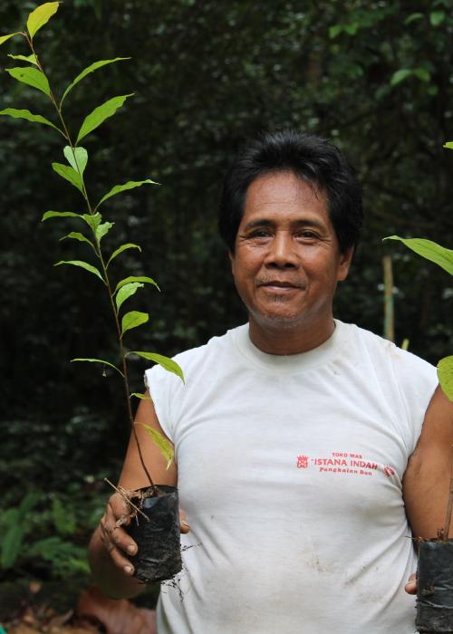 The Pesalat Reforestation Project in Central Kalimantan, Indonesia