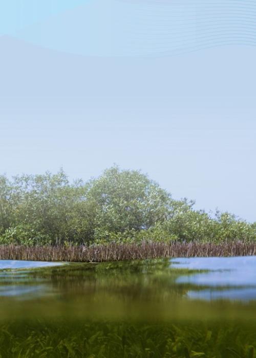 Mangrove and Seagrass