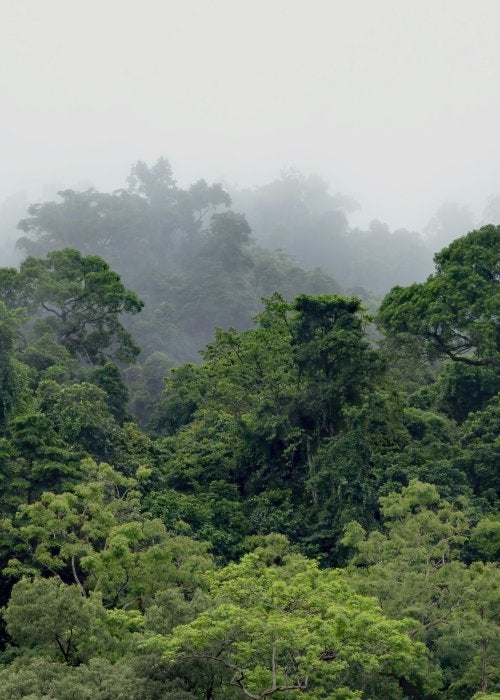 Tropical forest