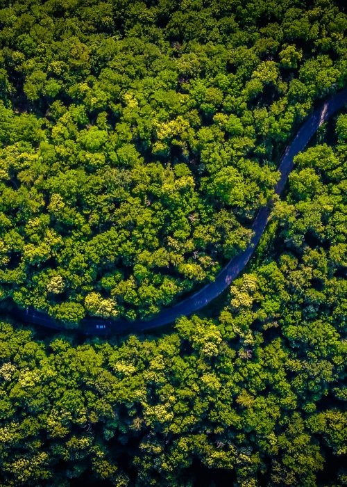 Pristine Rainforest