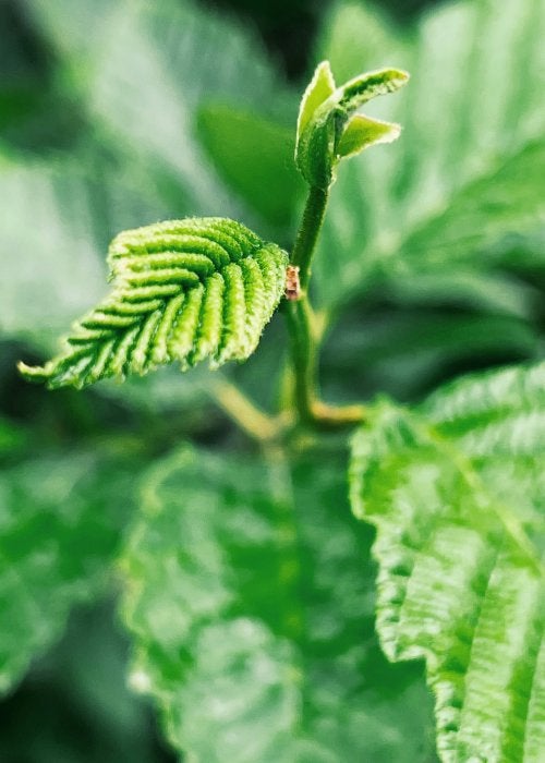 Plants