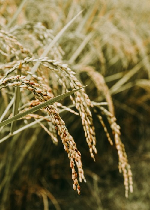 Rice