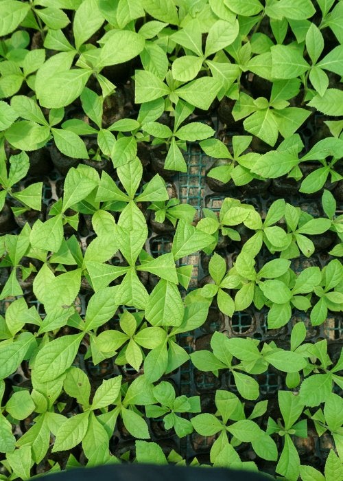 Seedlings from above.