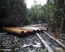 Deforestasi seringkali dihubungkan dengan produksi komoditas di Indonesia. Sumber foto: Agung Prasetyo/CIFOR