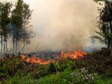 A forest fire in Central Kalimantan, Indonesia, in 2011. Photo credit: Rini Sulaiman/Norwegian Embassy