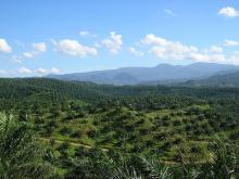 Most palm oil comes from Indonesia and Malaysia. Photo credit: Achmad Rabin Taim/Wikimedia Commons