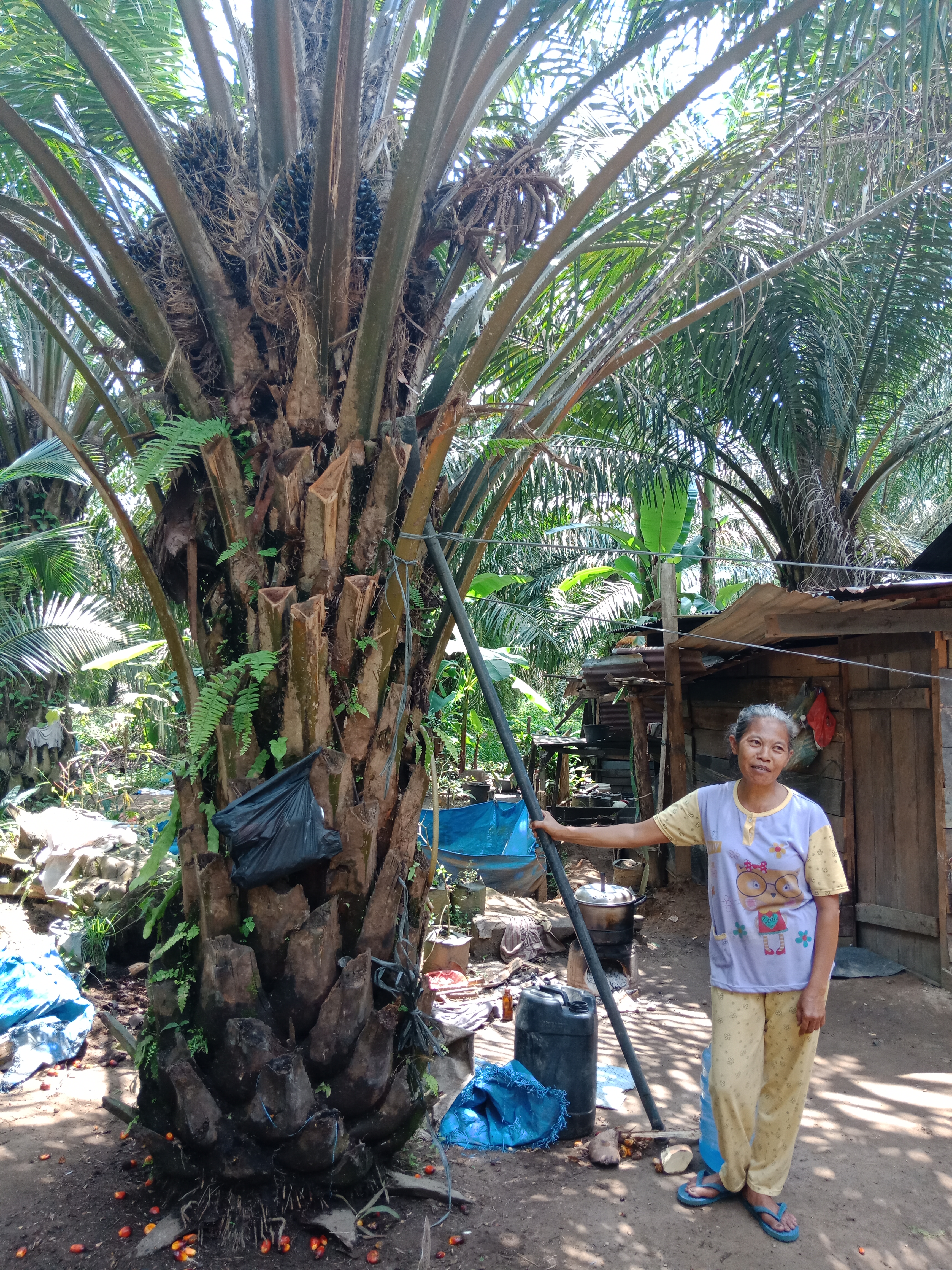 <p>Mrs. A is holding a *dodos* tool or harvesting tool made of fiber with a length of approximately 2 meters. Credit: Hendrika Tiarma</p>
