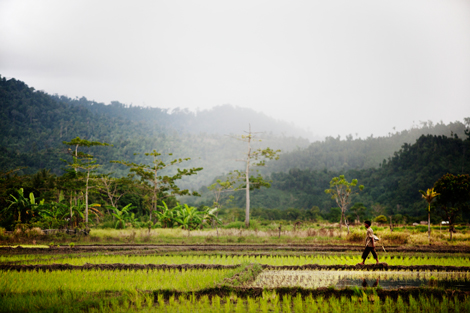 Farmer walking in field in Sumatra