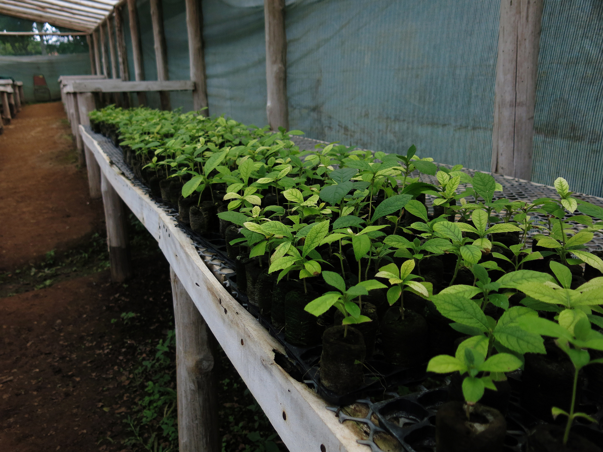 <p>Seedlings lined up ahead of planting in Costa Rica. (Photo by Luciana Gallardo, WRI)</p>